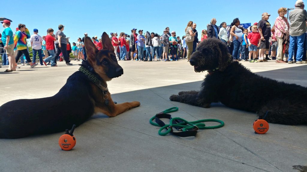 Dog Obedience Trainer Little Rock Arkansas Dog Training Little Rock
